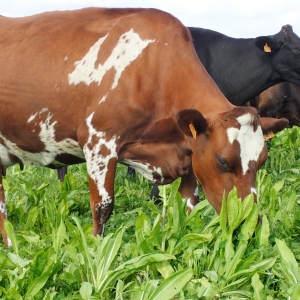 Vaches_croisees