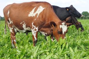 Vaches_croisees