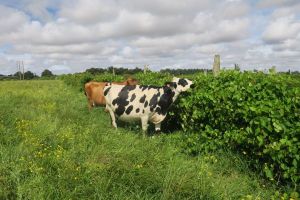 Photo1_vignes_vaches