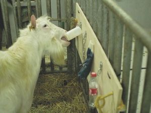 Enrichissement Bouc Saanen