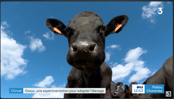 Reportage OasYs France 3