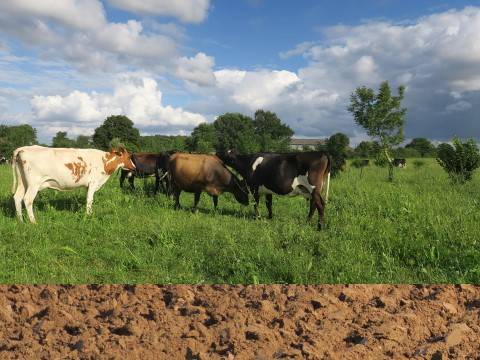 Vache_pature2jpg